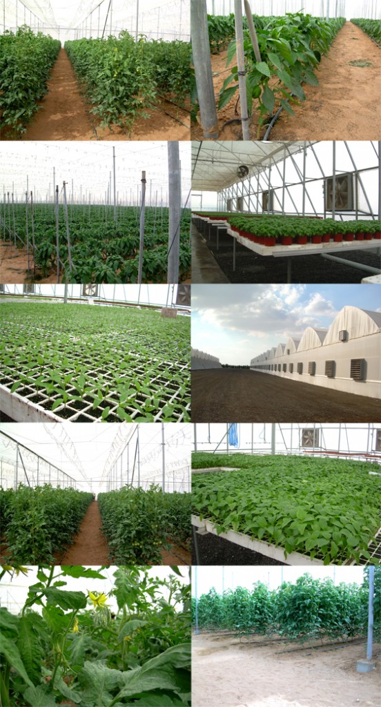 GLOBAL IMAGE OF FARM